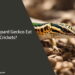 Can Leopard Geckos Eat Crickets