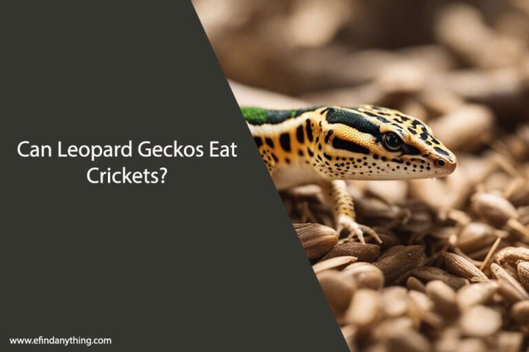 Can Leopard Geckos Eat Crickets