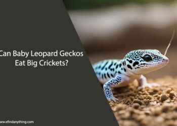 Can Baby Leopard Geckos Eat Big Crickets