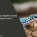 Can Baby Leopard Geckos Eat Big Crickets