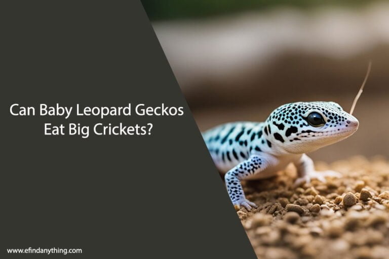 Can Baby Leopard Geckos Eat Big Crickets