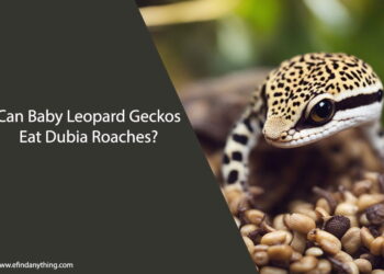 Can Baby Leopard Geckos Eat Dubia Roaches