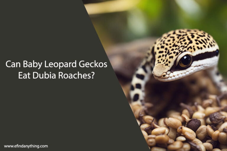 Can Baby Leopard Geckos Eat Dubia Roaches