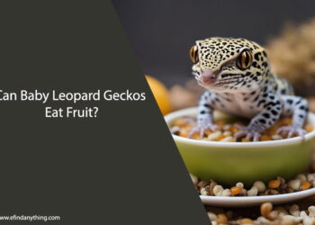 Can Baby Leopard Geckos Eat Fruit