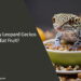 Can Baby Leopard Geckos Eat Fruit