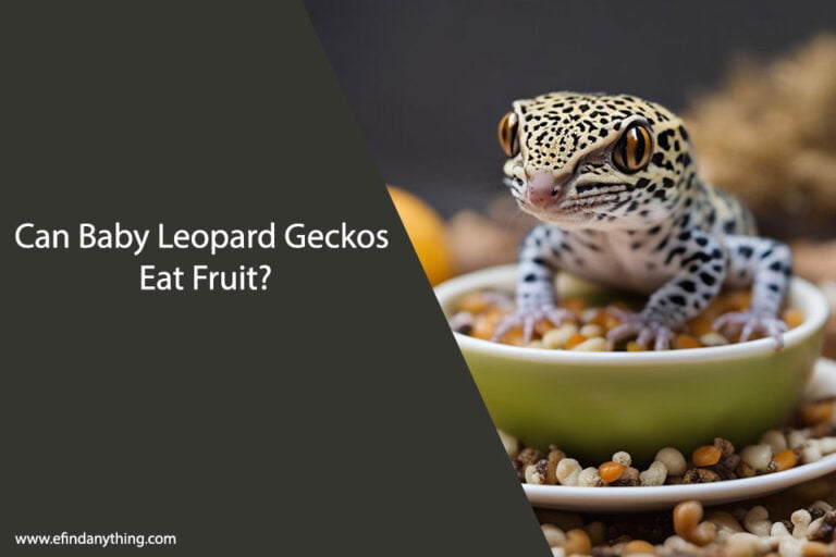 Can Baby Leopard Geckos Eat Fruit