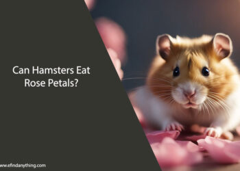 Can Hamsters Eat Rose Petals