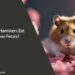 Can Hamsters Eat Rose Petals