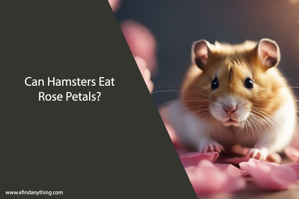 Can Hamsters Eat Rose Petals