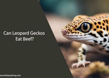 Can Leopard Geckos Eat Beef