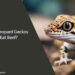 Can Leopard Geckos Eat Beef
