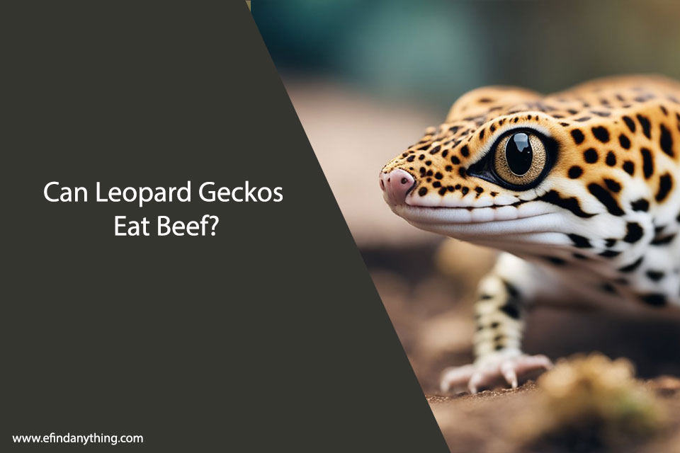Can Leopard Geckos Eat Beef