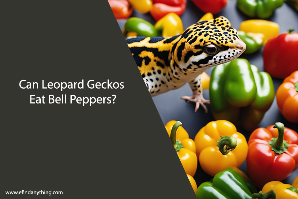 Can Leopard Geckos Eat Bell Peppers