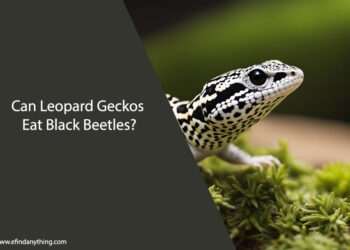 Can Leopard Geckos Eat Black Beetles