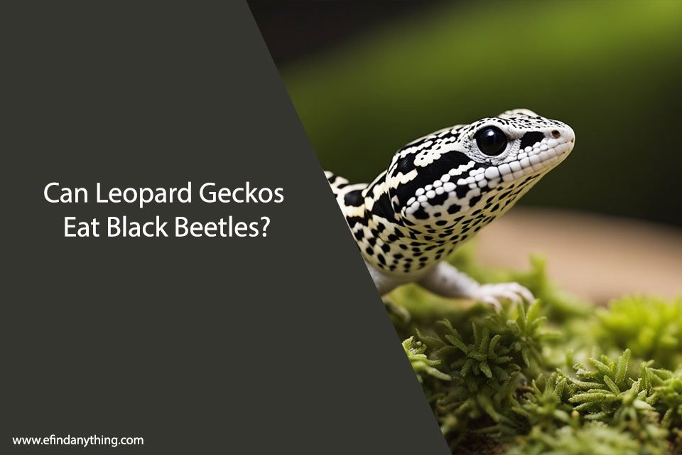 Can Leopard Geckos Eat Black Beetles