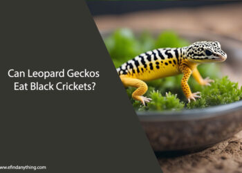 Can Leopard Geckos Eat Black Crickets