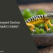 Can Leopard Geckos Eat Black Crickets