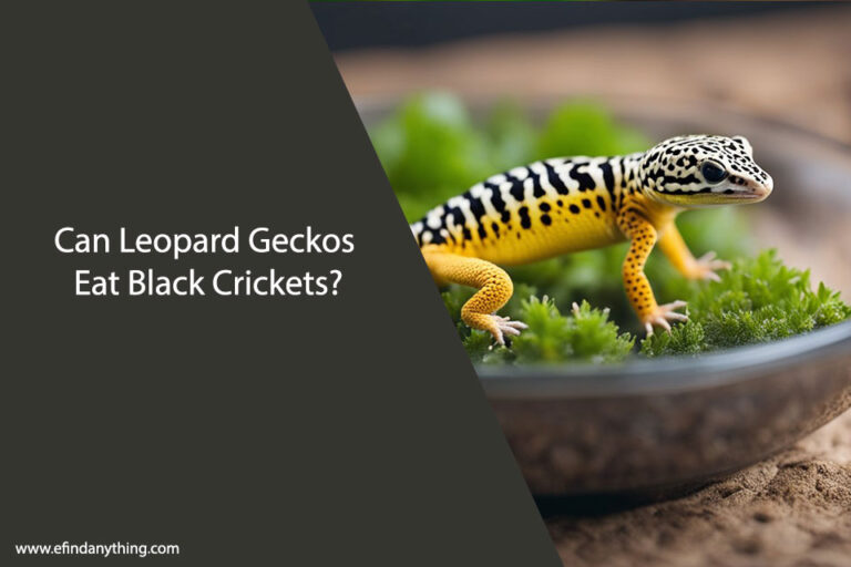 Can Leopard Geckos Eat Black Crickets