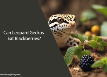 Can Leopard Geckos Eat Blackberries