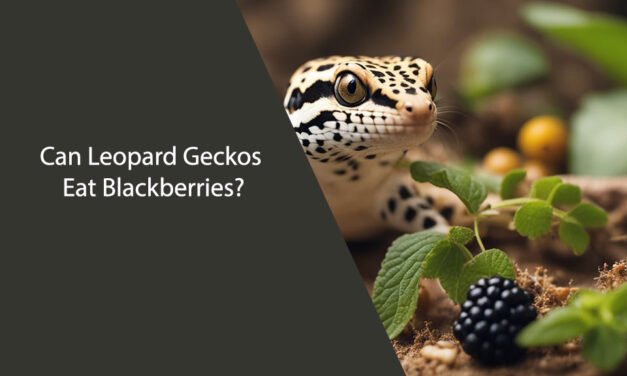 Can Leopard Geckos Eat Blackberries?