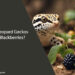 Can Leopard Geckos Eat Blackberries