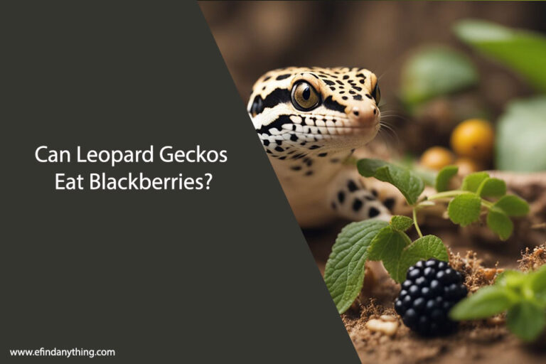 Can Leopard Geckos Eat Blackberries