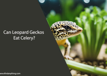 Can Leopard Geckos Eat Celery