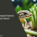 Can Leopard Geckos Eat Celery