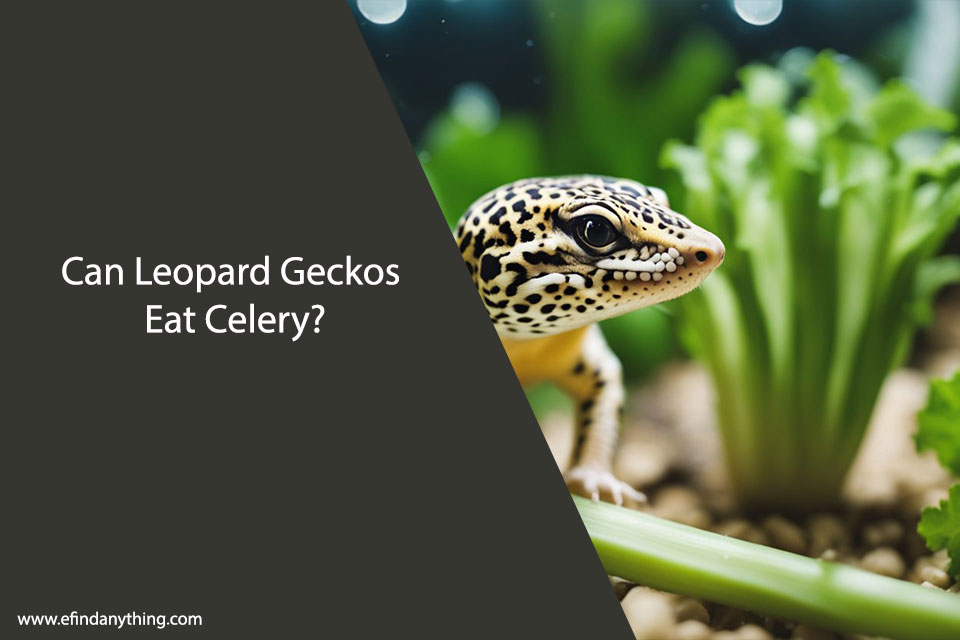 Can Leopard Geckos Eat Celery