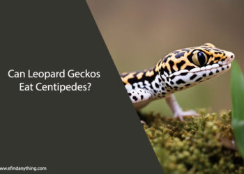 Can Leopard Geckos Eat Centipedes