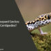 Can Leopard Geckos Eat Centipedes