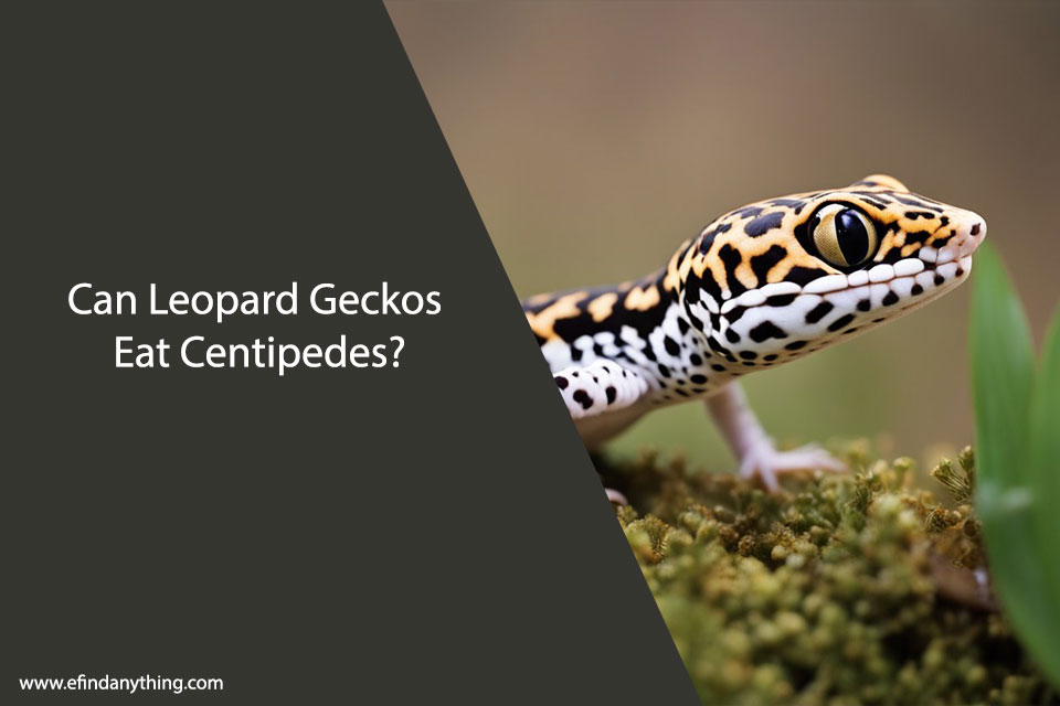Can Leopard Geckos Eat Centipedes