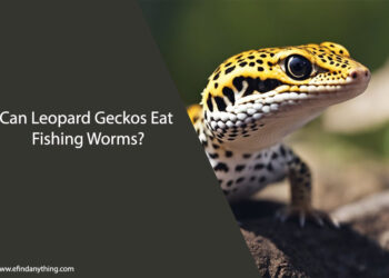 Can Leopard Geckos Eat Fishing Worms