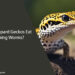 Can Leopard Geckos Eat Fishing Worms