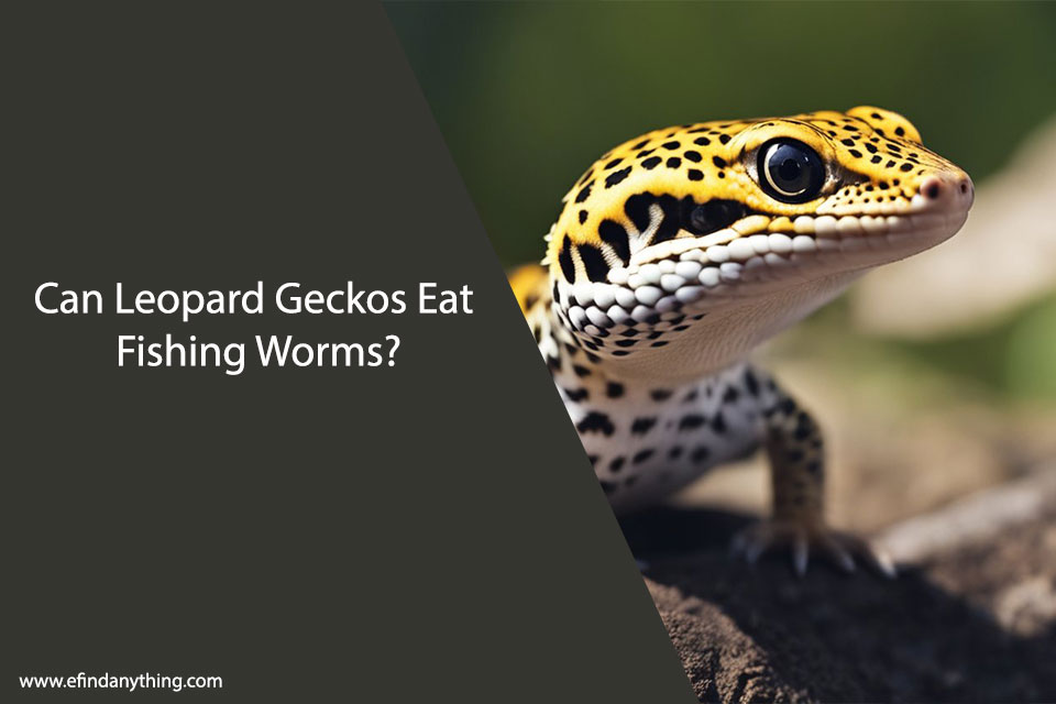 Can Leopard Geckos Eat Fishing Worms