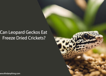 Can Leopard Geckos Eat Freeze Dried Crickets