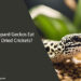 Can Leopard Geckos Eat Freeze Dried Crickets