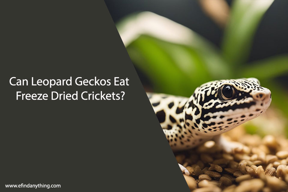 Can Leopard Geckos Eat Freeze Dried Crickets