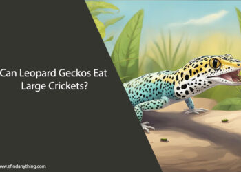 Can Leopard Geckos Eat Large Crickets