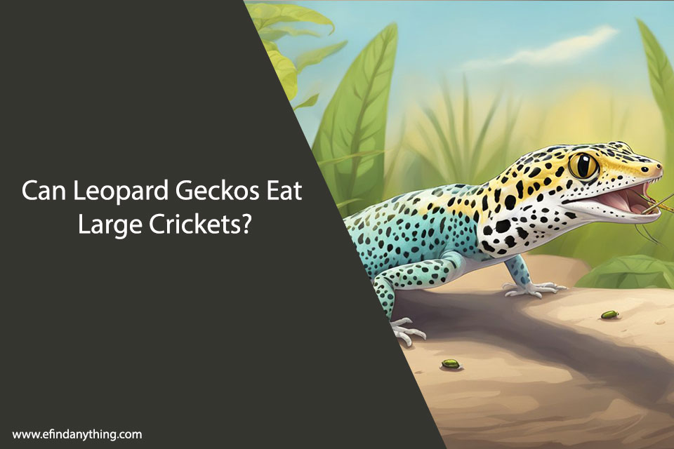Can Leopard Geckos Eat Large Crickets