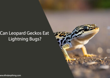 Can Leopard Geckos Eat Lightning Bugs