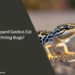 Can Leopard Geckos Eat Lightning Bugs
