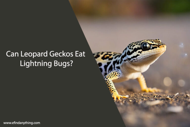 Can Leopard Geckos Eat Lightning Bugs
