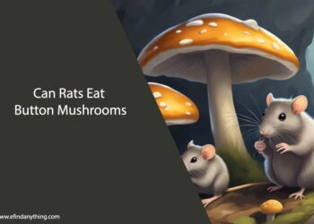 Can Rats Eat Button Mushrooms