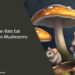 Can Rats Eat Button Mushrooms