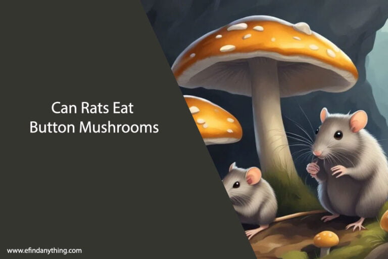 Can Rats Eat Button Mushrooms