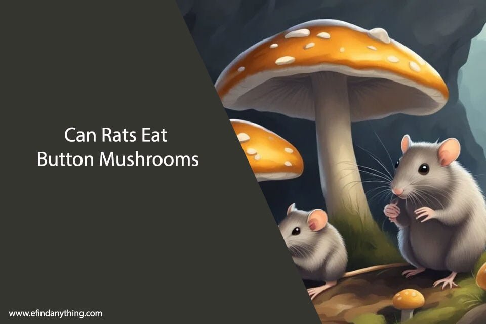 Can Rats Eat Button Mushrooms