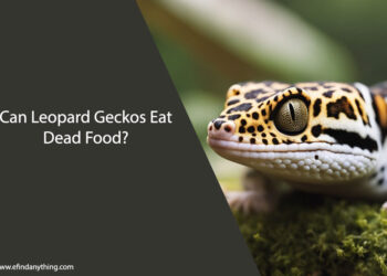 Can Leopard Geckos Eat Dead Food