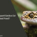 Can Leopard Geckos Eat Dead Food