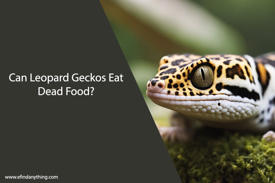 Can Leopard Geckos Eat Dead Food